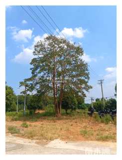 高度1200厘米丛生紫薇