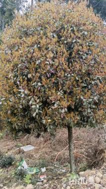 10公分红叶石楠