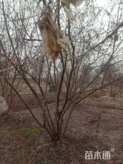 高度550厘米丛生茶条槭