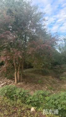 12公分(3杆)丛生乌桕