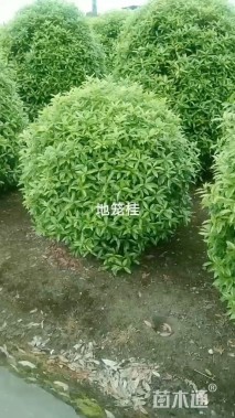高度40厘米龙桂