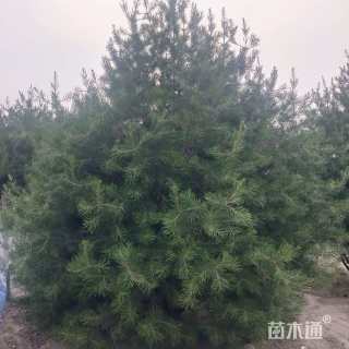 高度5500厘米白皮松