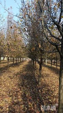 15公分彩叶豆梨