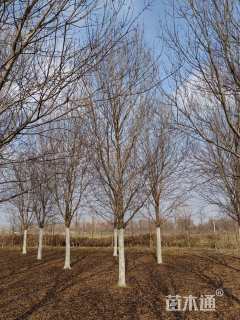 24公分美国红枫-红点