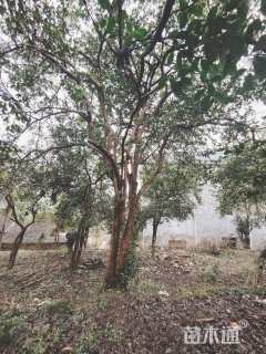 高度450厘米茶花