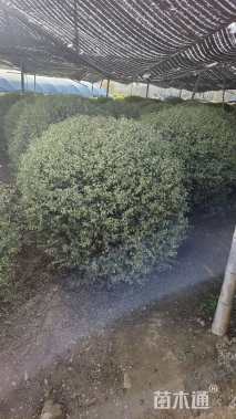 高度150厘米金姬小蜡