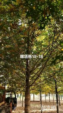 18公分娜塔栎