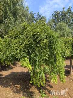 10公分龙爪槐