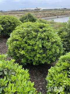 冠幅150厘米海桐球