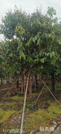 10公分大叶紫薇