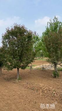 10公分北美海棠