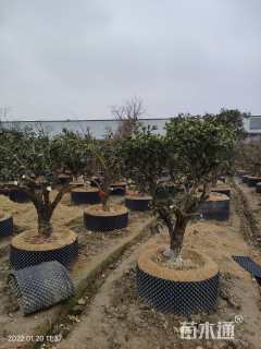 高度300厘米金桔蜜柚