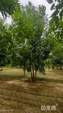 高度500厘米丛生白蜡