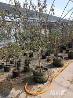 高度260厘米木绣球