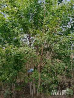 高度500厘米丛生五角枫
