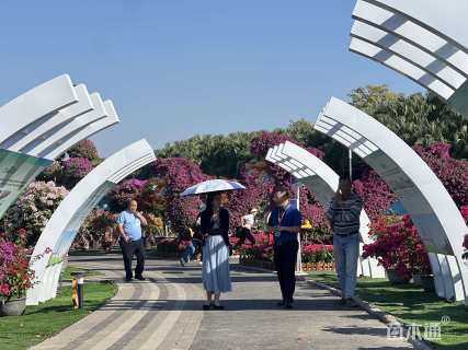 15公分造型三角梅