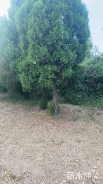 高度500厘米侧柏