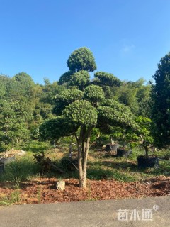 移栽苗造型罗汉松
