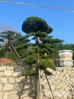 45公分日本罗汉松