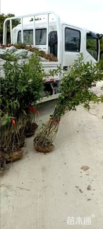 高度20厘米细叶麦冬草