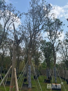 15公分黄花风铃木