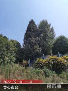 28公分黄心夜合