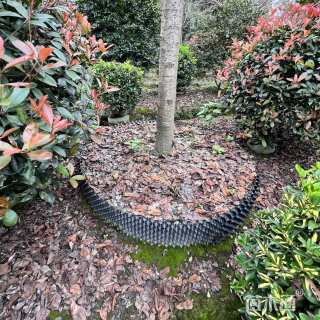 12公分染井吉野樱