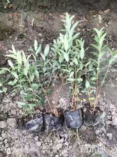 高度20厘米金丝桃