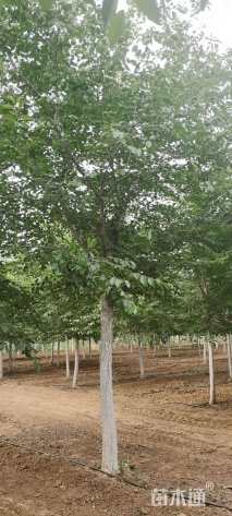 15公分染井吉野樱