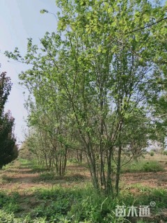 高度800厘米丛生茶条槭