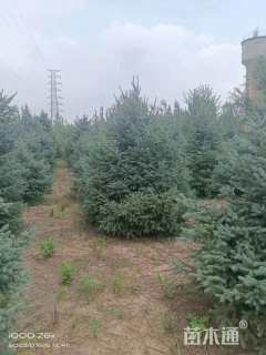 高度500厘米云杉