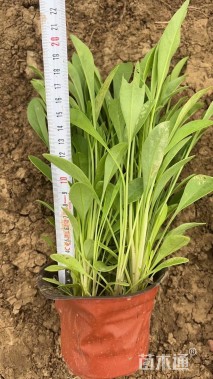 高度30厘米金鸡菊