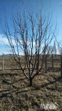 10公分八棱海棠