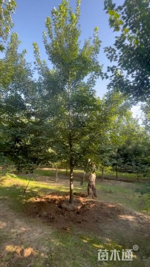 12公分美国红枫-十月光辉