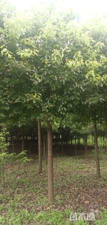 12公分光杆香樟