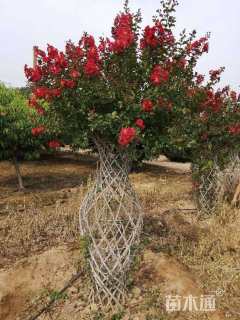 40公分紫薇花瓶