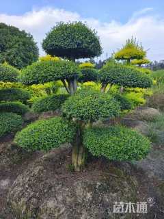 8公分造型小叶女贞