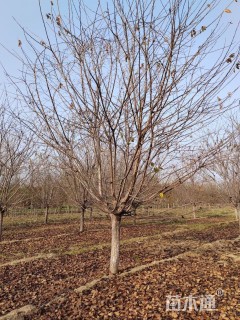 10公分染井吉野樱