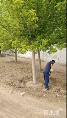 15公分金叶复叶槭