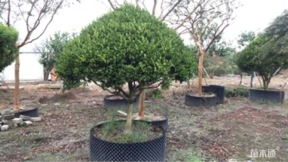 高度3000厘米瓜子黄杨