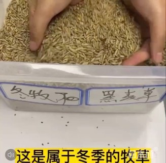 黑麦草种子