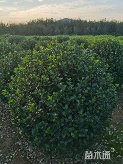 冠幅100厘米卫矛球