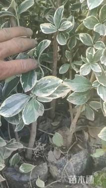 高度40厘米金边黄杨