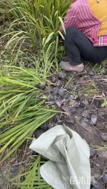 高度25厘米火星花