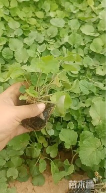 高度50厘米大吴风草