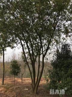 100公分丛生黄连木