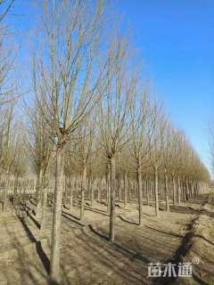 20公分旱柳