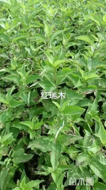 高度100厘米红瑞木