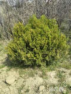 冠幅120厘米小叶黄杨球