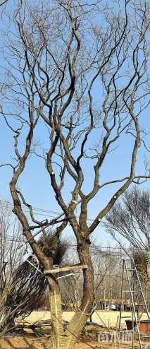 40公分造型乌桕